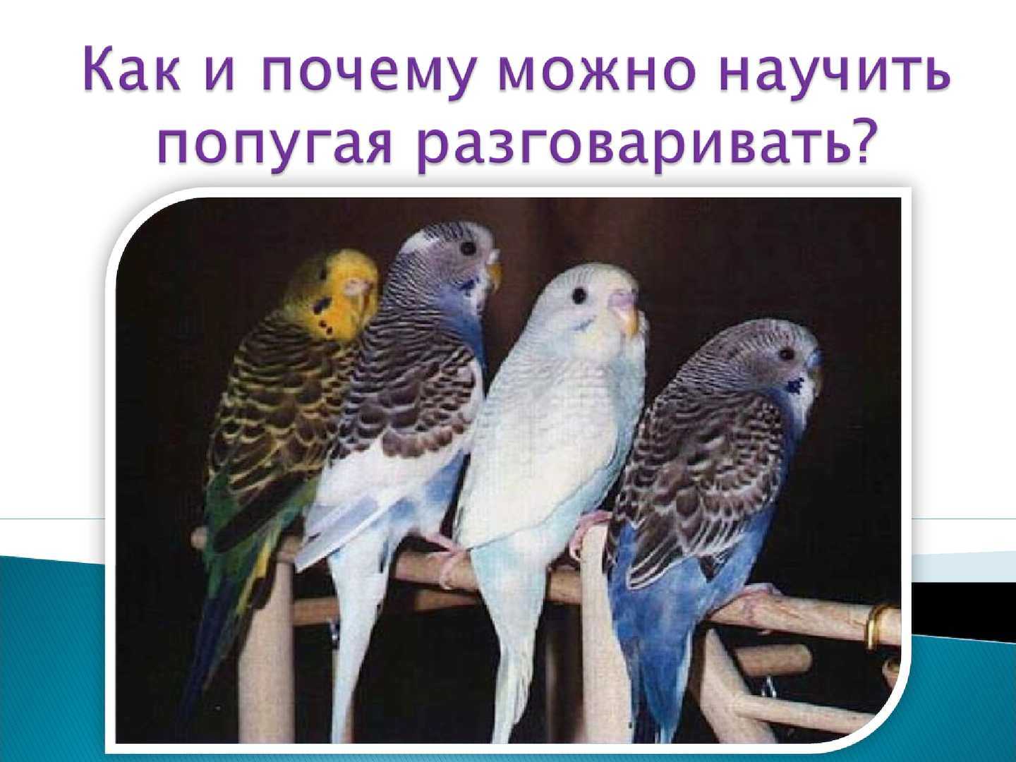 Говорящие попугаи: лучшие 8 пород, которые разговаривают