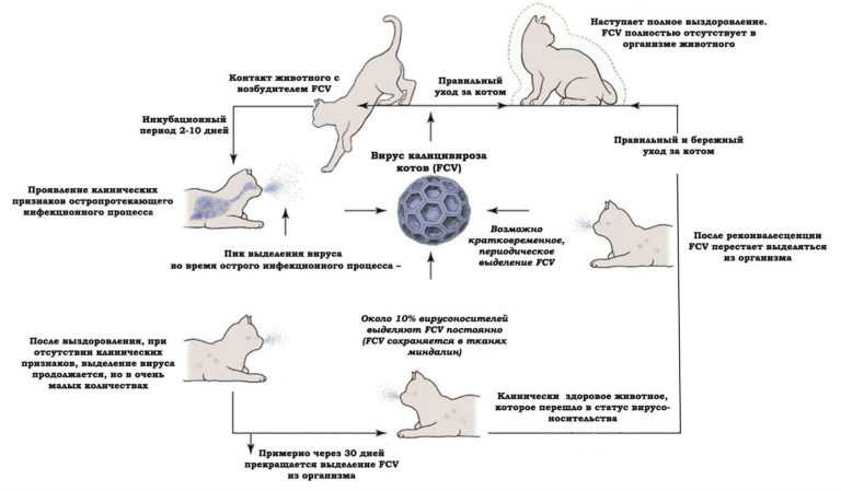 Кальцивироз у кошек или кальцивирусная инфекция