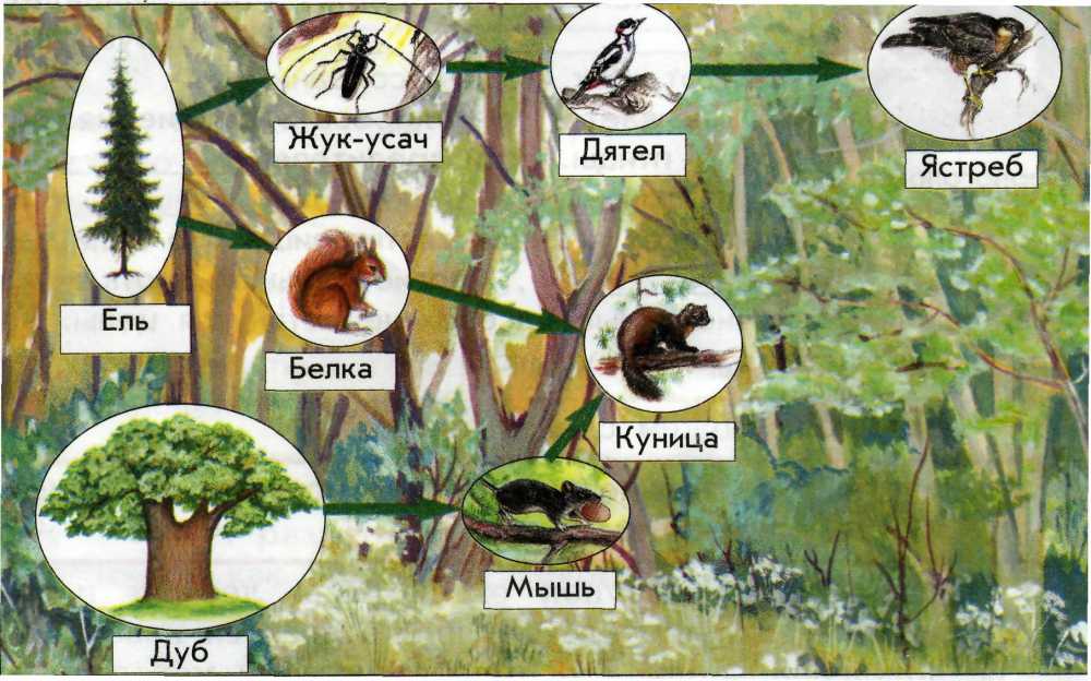 Пищевая цепочка смешанных и широколиственных лесов. Цепь питания леса. Цепь питания смешанных и широколиственных лесов. Пищевая цепь смешанные и широколиственные леса. Цепочка питания животных в лесу.