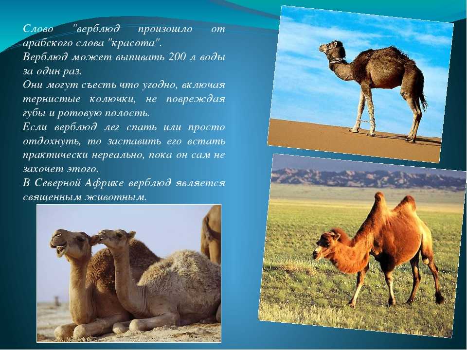 Верблюд двугорбый (camelus bactrianus): виды, фото, содержание
