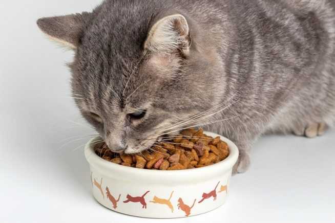 сухой корм для кошек
