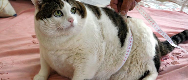 лишний вес у кошек